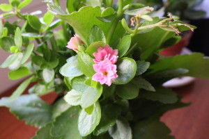 Decoración con plantas en piso