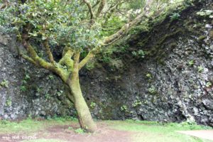 Vacaciones en El Hierro Islas Canarias miredcarpet